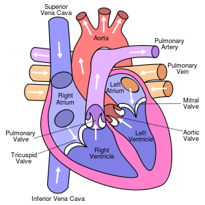 View of the heart