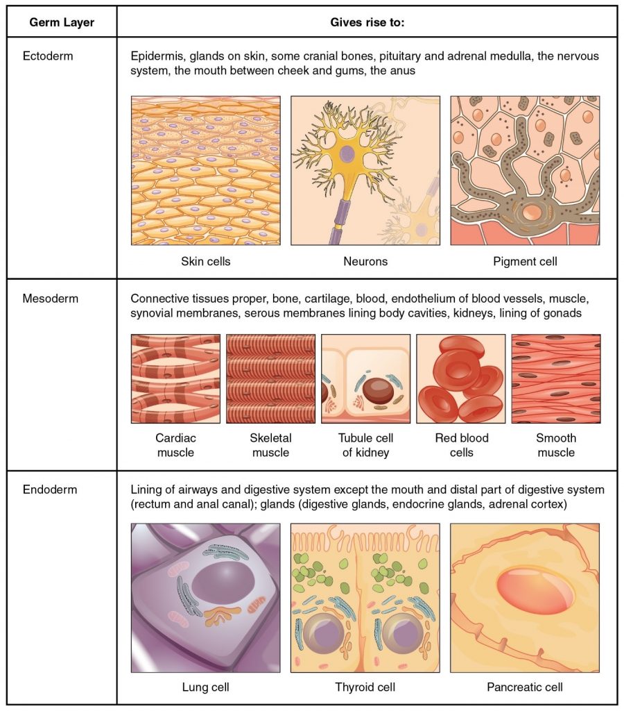 Diagram of origins of tissues dividied into Ectoderm, Mesoderm and Endoderm