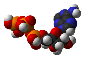Adenosine triphosphate