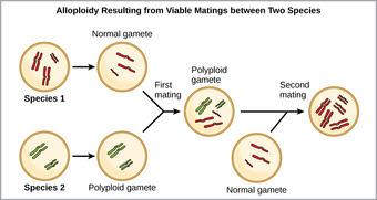 The generation of allopolyploidy