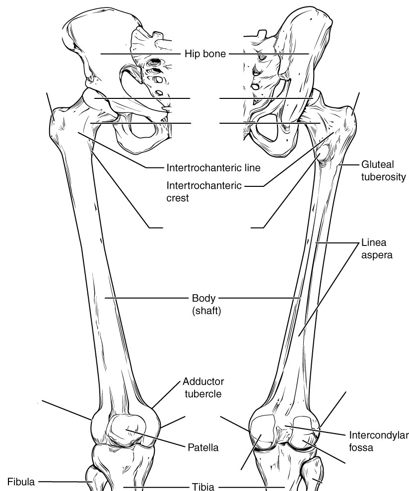 Lower Limb Bone Anatomy Lower Limb Bones