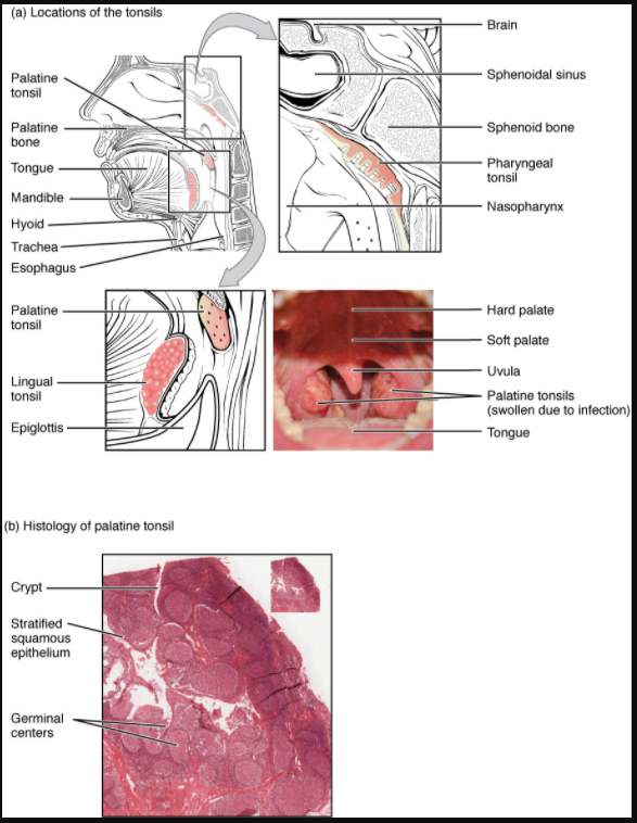 (a) The pharyngeal tonsil is located on the roof of the posterior superior wall of the nasopharynx. The palatine tonsils lay on each side of the pharynx. (b) A micrograph shows the palatine tonsil tissue.