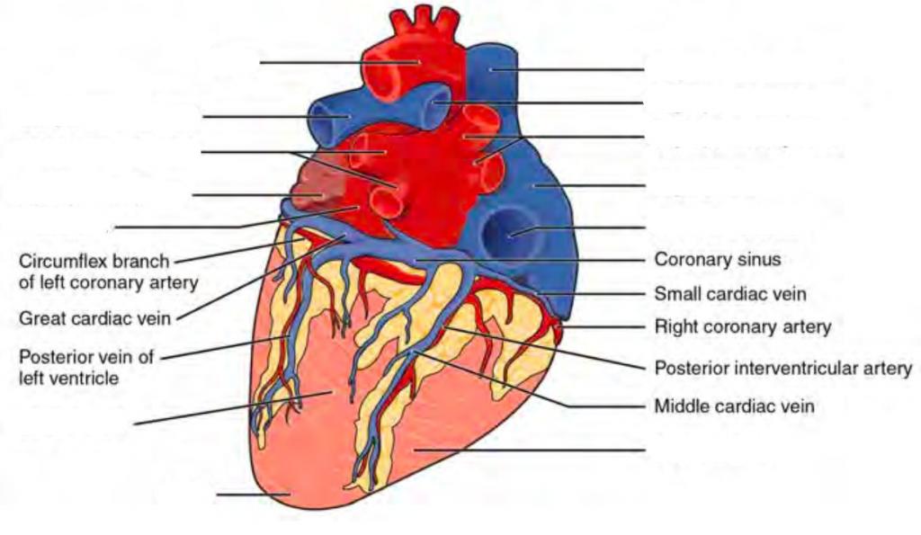 Predefined space to Label the surface features on the posterior aspect of the heart