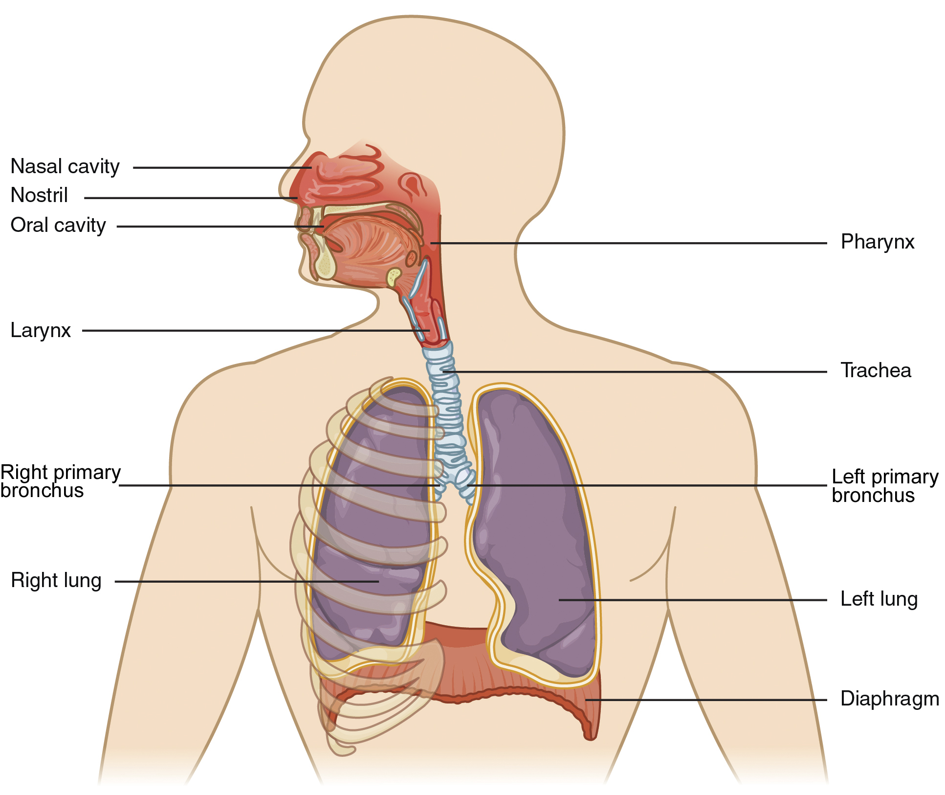 This figure shows the upper half of the human body. The major organs in the respiratory system are labeled.