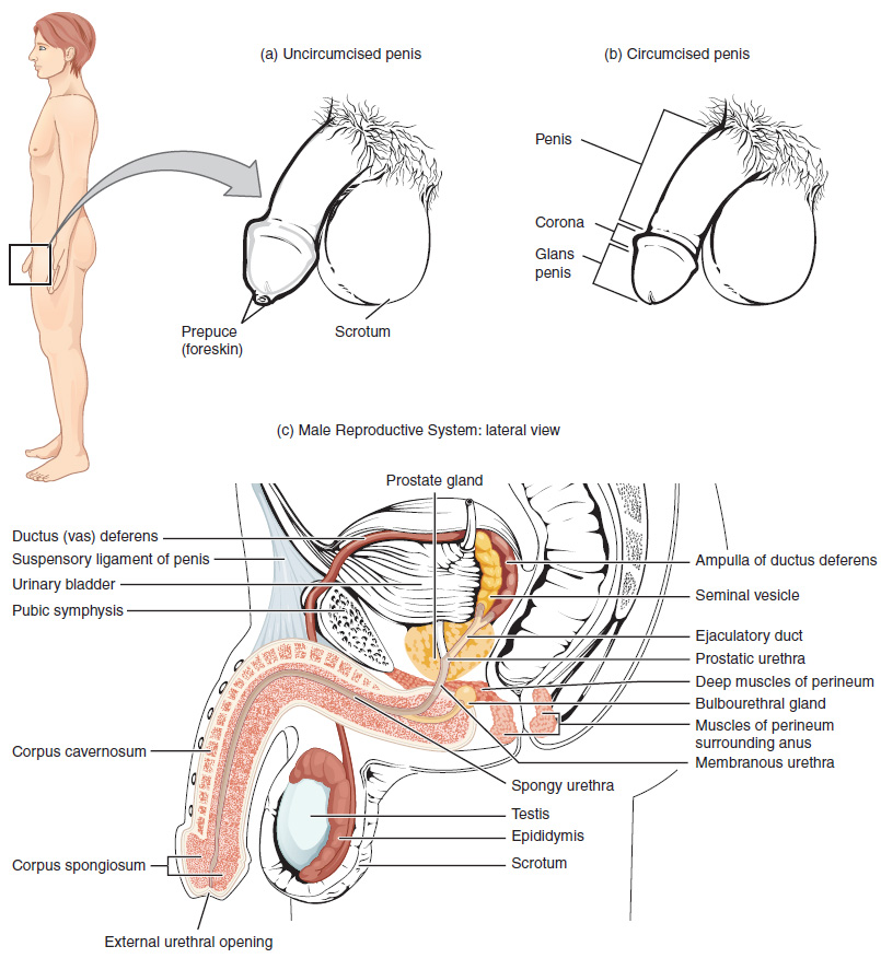 Diagram of male reproductive system