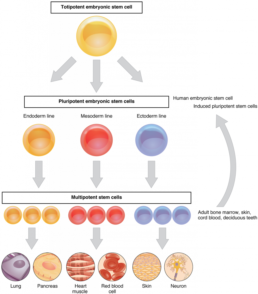 Types of stem cells