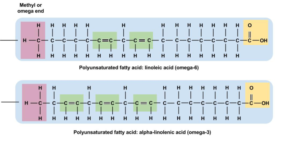 The chemical structure of the two essential fatty acids, linoleic acid and alpha-linolenic acid, are shown. The position of the first C=C double bond on the fatty acid chain determines whether an unsaturated fatty acid is classified as omega-3 or omega-6. The first double bond in linoleic acid (an omega-6) is on the sixth carbon. The first double bond in alpha-linolenic acid (an omega-3) is on the third carbon.