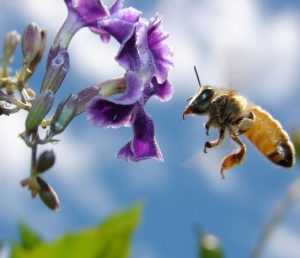 Bee on flower