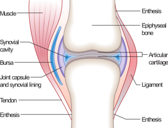 Joints, tendons, and ligaments