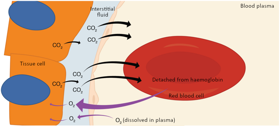 Diagram of internal respiration