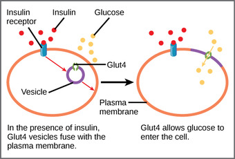 Glucose Transport