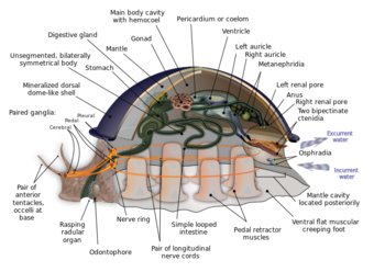 A "generalized mollusk"