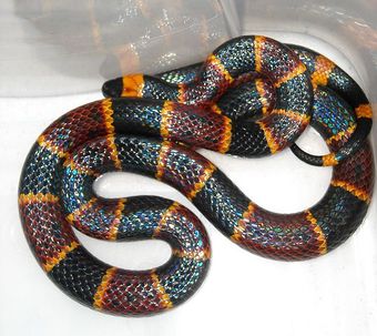 Micrurus fulvius, the eastern coral snake