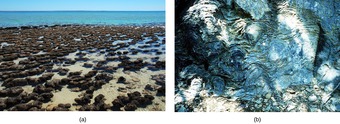 Stromatolites