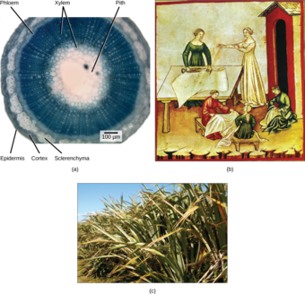 Sclerenchyma cells in plants