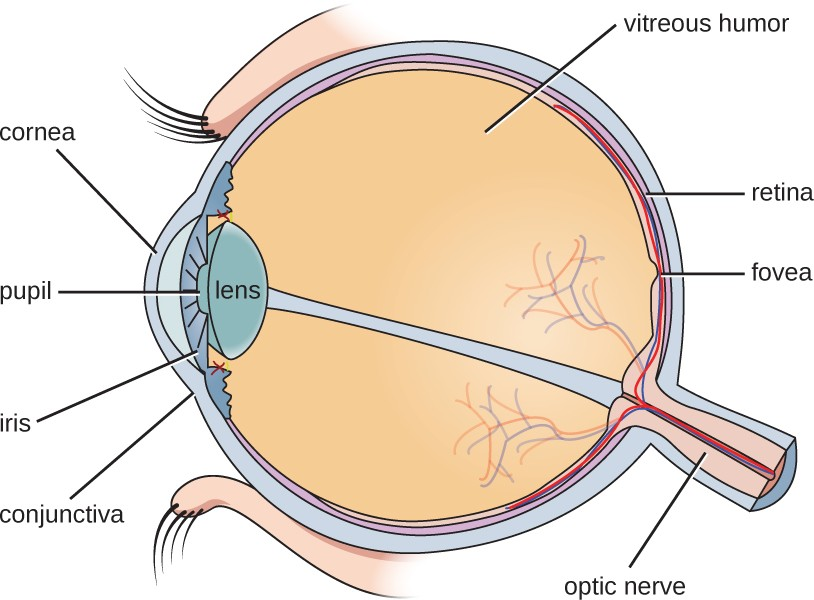Some microbes live on the conjunctiva of the human eye, but the vitreous humor is sterile.