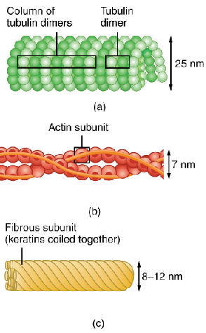 Fibers of the Cytoskeleton: (a) microtubule made of tubulin, (b) microfilament made of actin, and (c) intermediate fibers made of keratins Provide an internal cellular scaffolding 