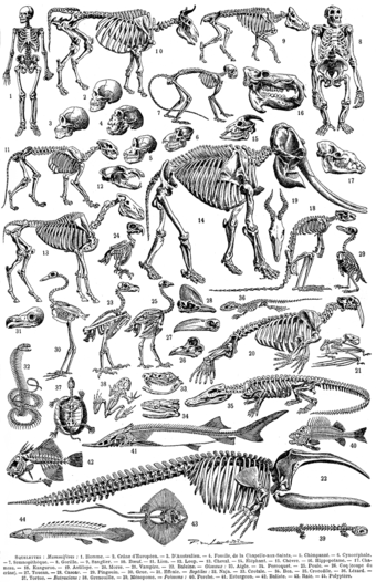 Diversity of vertebrates: animals with backbones