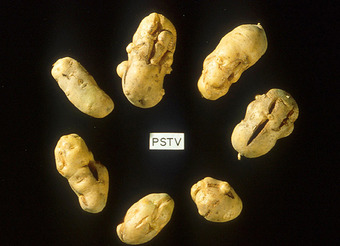 Potatoes infected by a viroid
