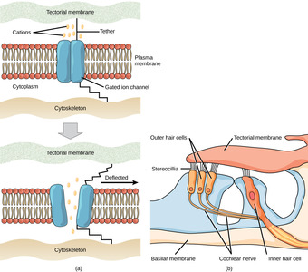 Mechanoreceptor activation