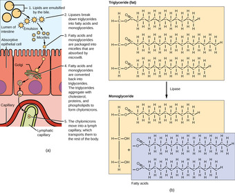 Lipid digestion and absorption