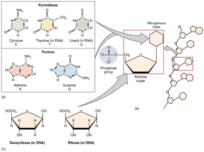 Figure 3.28 A nucleic acid short fragment made of five nucleotides is shown on the right; one nucleotide is enclosed in a red rectangle. Each nucleotide is made of one of the five nitrogenous bases, a pentose sugar (ribose or deoxyribose) and a phosphate group. Ribonucleic acid (RNA) has ribose for a pentose, whereas deoxyribonucleic acid (DNA) has deoxyribose. The five nitrogenous bases are classified as pyrimidines (cytosine, thymine, and uracil), which have a ring structure; and purines (adenine and guanine), which have a double-ring structure. RNA molecules may have up to a few-thousand nucleotides and are single-stranded, whereas DNA molecules have billions of nucleotides organized in two strings of nucleotides forming a helix. DNA, RNA, and proteins are related to each other as shown in table 3.5 below. 