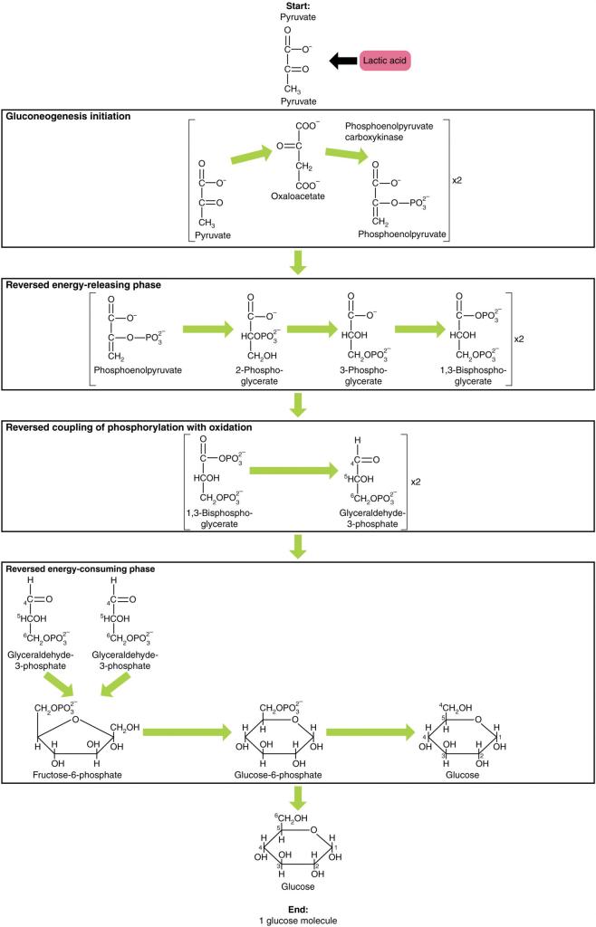 This figure shows the different steps in gluconeogenesis, where pyruvate is converted to glucose.