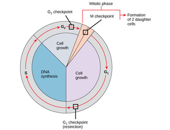Internal Checkpoints During the Cell Cycle