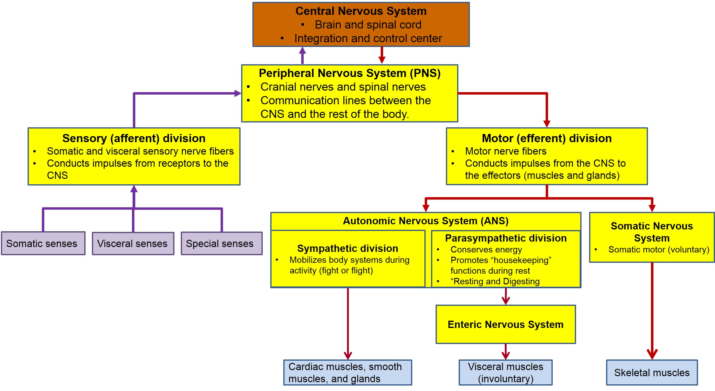 This figure diagrams the organization of the nervous system.
