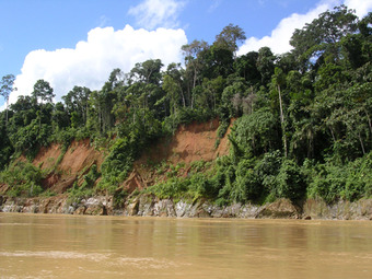 Tropical wet forests
