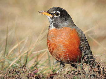 Assortative mating in the American Robin