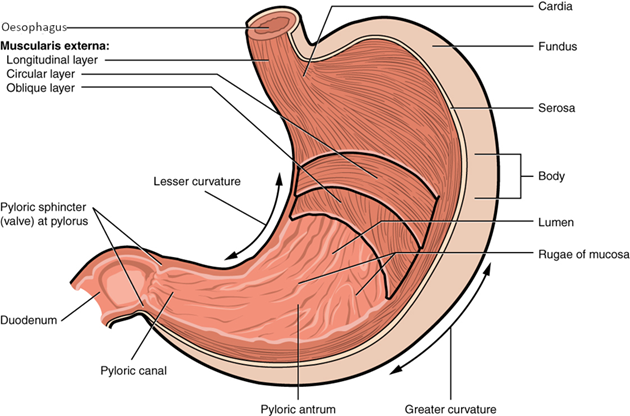 Diagram of stomach