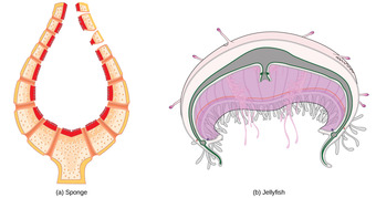 Animals without circulatory systems