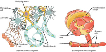 Glial cells
