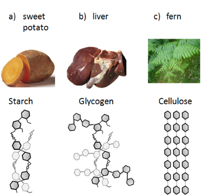 Figure 3.14 Amylose and amylopectin found in starch (a) are both polymers made of thousands of glucose molecules (the tiny clear blue hexagons in the figure) linked by covalent bonds. Glycogen (b) and cellulose (c) are also made of thousands of glucose molecules, but organized in a branched and straight pattern, respectively. 