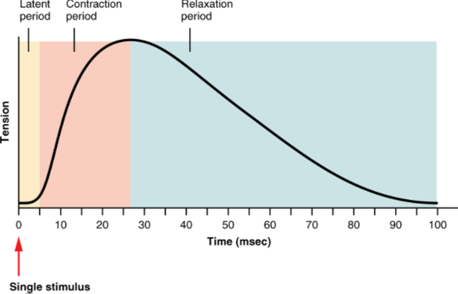 A myogram of a muscle twitch