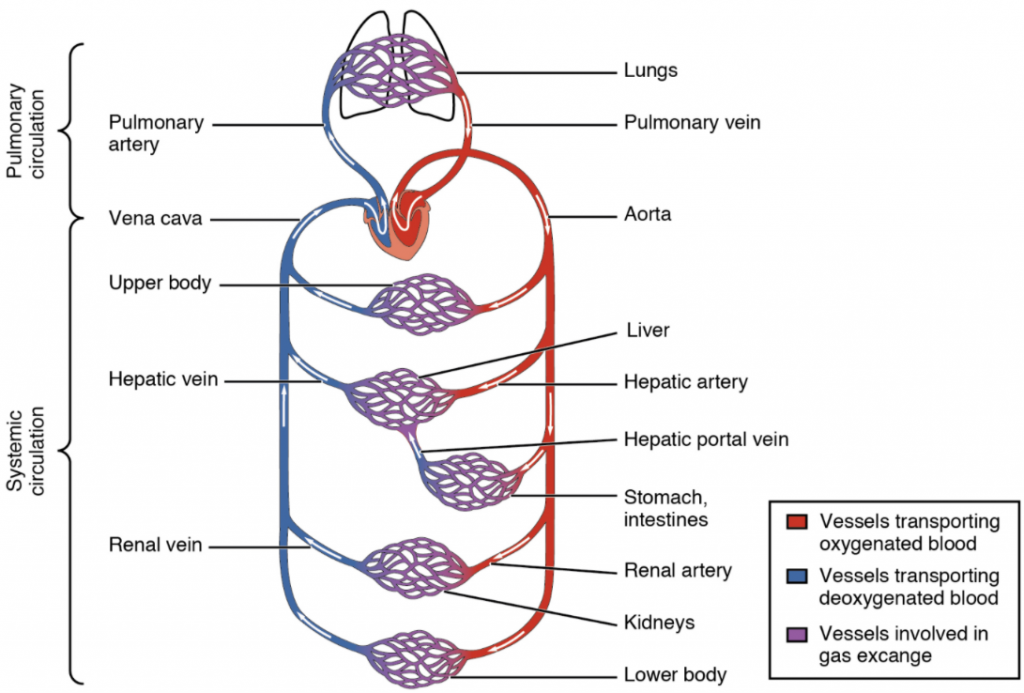 . Cardiovascular circulation. The pulmonary circuit moves blood from the right side of the heart to the lungs and back to the heart. The systemic circuit moves blood from the left side of the heart to the head and body and returns it to the right side of the heart to repeat the cycle. The arrows indicate the direction of blood flow, and the colours show the relative levels of oxygen concentration.