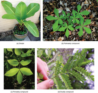 Simple and compound leaves