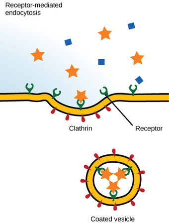 Receptor-Mediated Endocytosis