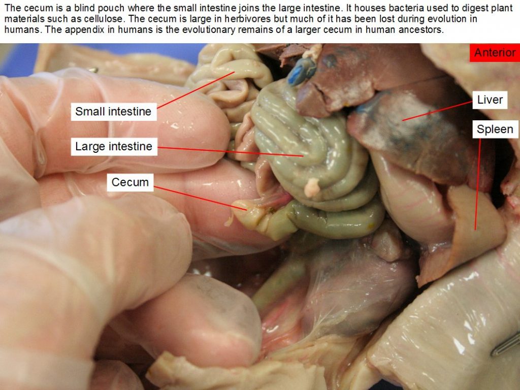 Cecum, large intestine, liver, small intestine, spleen. The cecum is found at the point where the small intestine joins the large intestine.