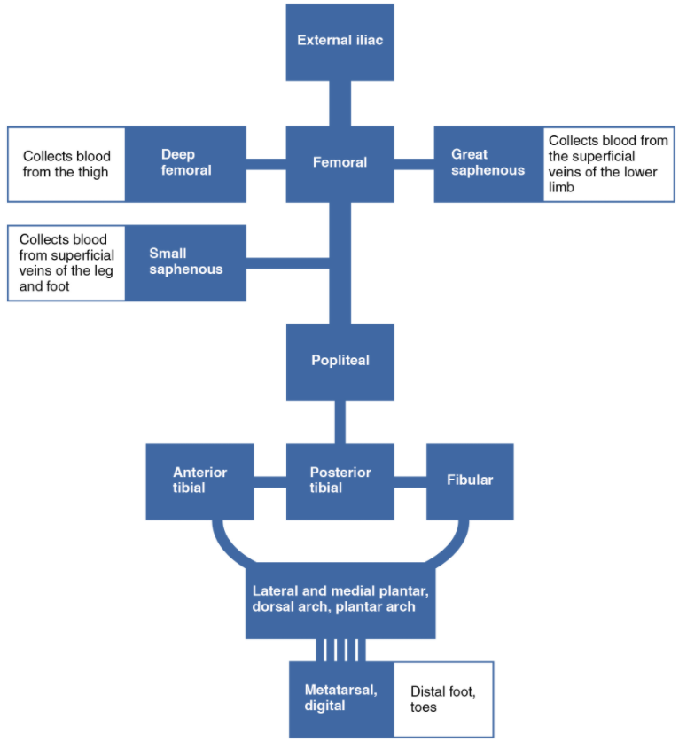 The flow chart summarises venous flow from the lower limb.