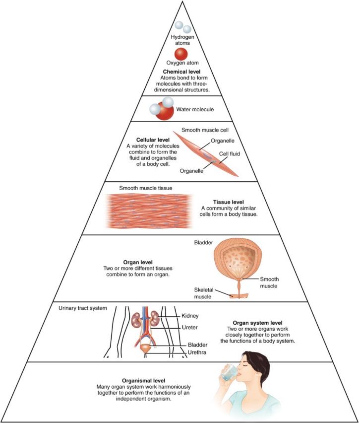 Figure 5.1 Organs and organ systems are the highest levels of complexity forming the human organism. 
