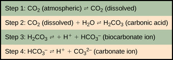 Formation of bicarbonate