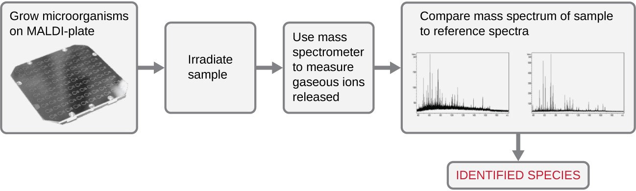MALDI-TOF methods are now routinely used for diagnostic procedures in clinical microbiology laboratories. This technology is able to rapidly identify some microorganisms that cannot be readily identified by more traditional methods.