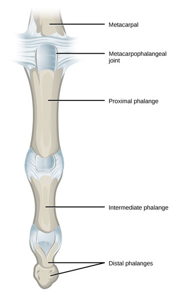 Condyloid
