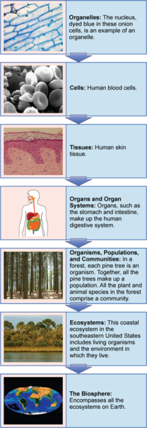 Biological Levels of Organization