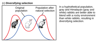 Diversifying (or disruptive) selection