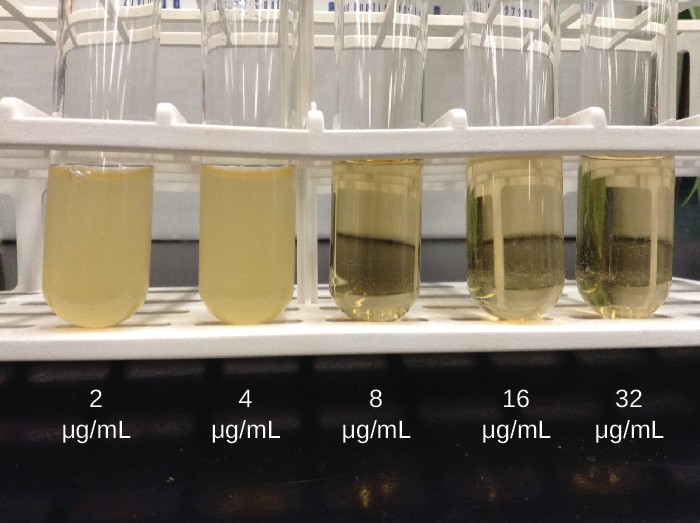 In a dilution test, the lowest dilution that inhibits turbidity (cloudiness) is the MIC. In this example, the MIC is 8 μg/mL. Broth from samples without turbidity can be inoculated onto plates lacking the antimicrobial drug. The lowest dilution that kills ≥99.9% of the starting inoculum is observed on the plates is the MBC.