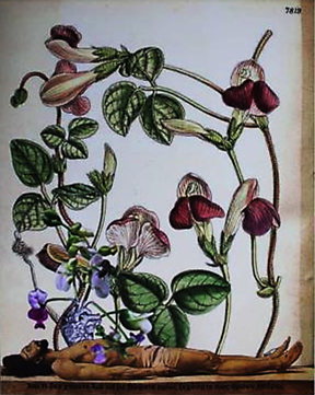 A dead man sprouts pea vines from his heart. The vines and their flowers fill the background. 