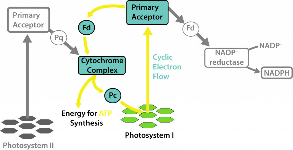 Oxygen-free Phototrophy in Cyanobacterial Heterocysts.